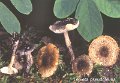 Lepiota pseudofelina-amf1219